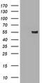 Amylase Alpha 2B (Pancreatic) antibody, MA5-26052, Invitrogen Antibodies, Western Blot image 