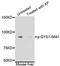 Glycogen Synthase 1 antibody, STJ113525, St John