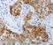P2Y purinoceptor 4 antibody, LS-C335292, Lifespan Biosciences, Immunohistochemistry frozen image 