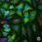 Enolase 1 antibody, M01250-1, Boster Biological Technology, Immunofluorescence image 
