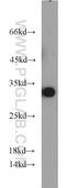 14-3-3 protein antibody, 66061-1-Ig, Proteintech Group, Western Blot image 