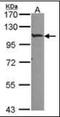 HIF-2-alpha antibody, orb89512, Biorbyt, Western Blot image 