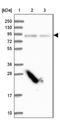Protein Smaug homolog 1 antibody, NBP2-13279, Novus Biologicals, Western Blot image 