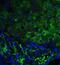 Tumor Protein P53 Inducible Nuclear Protein 1 antibody, NBP1-76638, Novus Biologicals, Immunofluorescence image 