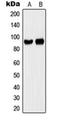 CD44 antibody, orb216050, Biorbyt, Western Blot image 
