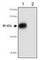 Scavenger Receptor Class B Member 1 antibody, PA3-16805, Invitrogen Antibodies, Western Blot image 