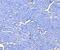 Coagulation Factor II, Thrombin antibody, M00044-2, Boster Biological Technology, Immunohistochemistry paraffin image 