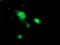 KAP1 antibody, TA502794, Origene, Immunofluorescence image 