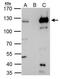 Helicase Like Transcription Factor antibody, PA5-30173, Invitrogen Antibodies, Immunoprecipitation image 