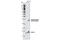 Centromere Protein A antibody, 2187S, Cell Signaling Technology, Western Blot image 