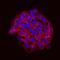 SRC-1 antibody, MAB2685, R&D Systems, Immunofluorescence image 