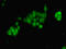 General Transcription Factor IIB antibody, LS-C317647, Lifespan Biosciences, Immunofluorescence image 