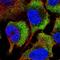 Ribosomal Protein S26 antibody, HPA055803, Atlas Antibodies, Immunocytochemistry image 