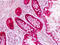 Anterior gradient protein 2 homolog antibody, MBS248305, MyBioSource, Immunohistochemistry paraffin image 