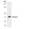 Olfactory Receptor Family 9 Subfamily G Member 4 antibody, LS-C200436, Lifespan Biosciences, Western Blot image 