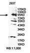Ecotropic Viral Integration Site 5 Like antibody, orb78368, Biorbyt, Western Blot image 