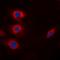 Cyclin B1 antibody, orb393233, Biorbyt, Immunocytochemistry image 