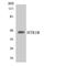 5-Hydroxytryptamine Receptor 1B antibody, LS-C292087, Lifespan Biosciences, Western Blot image 
