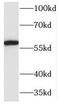 MARCKS Like 1 antibody, FNab05011, FineTest, Western Blot image 