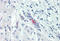 Sodium/glucose cotransporter 1 antibody, MBS244887, MyBioSource, Immunohistochemistry frozen image 