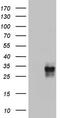 Granulophysin antibody, TA803393, Origene, Western Blot image 