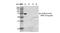 Sulfotyrosine antibody, NBP2-59384, Novus Biologicals, Western Blot image 