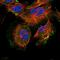 Annexin A13 antibody, HPA019650, Atlas Antibodies, Immunofluorescence image 