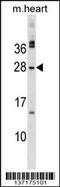Musculin antibody, 59-515, ProSci, Western Blot image 