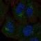 Polypeptide N-Acetylgalactosaminyltransferase 4 antibody, HPA076116, Atlas Antibodies, Immunofluorescence image 