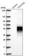 Tumor Associated Calcium Signal Transducer 2 antibody, NBP2-49166, Novus Biologicals, Western Blot image 