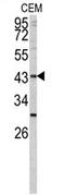 Galactoside 2-alpha-L-fucosyltransferase 1 antibody, AP17406PU-N, Origene, Western Blot image 