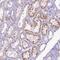 Coiled-Coil Domain Containing 106 antibody, PA5-59790, Invitrogen Antibodies, Immunohistochemistry frozen image 