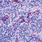 BCL2 Antagonist/Killer 1 antibody, LS-C88669, Lifespan Biosciences, Immunohistochemistry frozen image 