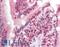 Zinc finger protein 521 antibody, LS-B8828, Lifespan Biosciences, Immunohistochemistry paraffin image 