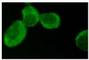 Protein kinase B antibody, sc-8312, Santa Cruz Biotechnology, Immunofluorescence image 
