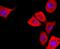 S100 Calcium Binding Protein A6 antibody, NBP2-67123, Novus Biologicals, Immunofluorescence image 