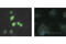 Lamin A/C antibody, 2036S, Cell Signaling Technology, Immunocytochemistry image 