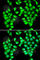 Protein atonal homolog 1 antibody, A6530, ABclonal Technology, Immunofluorescence image 