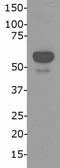 Non-POU Domain Containing Octamer Binding antibody, NB100-1556, Novus Biologicals, Western Blot image 
