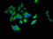 Ubiquitin/ISG15-conjugating enzyme E2 L6 antibody, orb400572, Biorbyt, Immunofluorescence image 