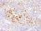 Chromosome Segregation 1 Like antibody, A300-472A, Bethyl Labs, Immunohistochemistry frozen image 