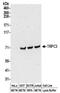 Transient Receptor Potential Cation Channel Subfamily C Member 3 antibody, NBP2-32258, Novus Biologicals, Western Blot image 