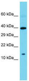He2 antibody, TA335556, Origene, Western Blot image 