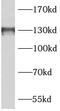 BAI1-associated protein 3 antibody, FNab00795, FineTest, Western Blot image 