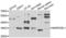 MARCKS-related protein antibody, LS-C334985, Lifespan Biosciences, Western Blot image 