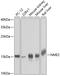 Nucleoside diphosphate kinase B antibody, GTX33360, GeneTex, Western Blot image 