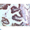 Tyrosyl-TRNA Synthetase antibody, LS-C813572, Lifespan Biosciences, Immunohistochemistry paraffin image 