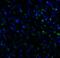 T Cell Immunoreceptor With Ig And ITIM Domains antibody, RF16051, ProSci Inc, Immunofluorescence image 