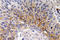 Cardiotrophin-1 antibody, LS-C291677, Lifespan Biosciences, Immunohistochemistry frozen image 