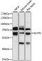 Glyoxylate Reductase 1 Homolog antibody, A10064, Boster Biological Technology, Western Blot image 
